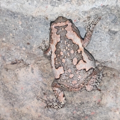 Uperodon taprobanicus