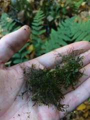 Homalia trichomanoides