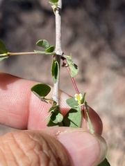 Euphorbia magdalenae