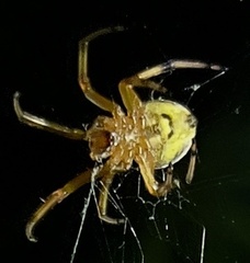 Araneus thaddeus