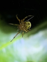 Araneus thaddeus