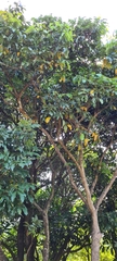 Dimocarpus longan