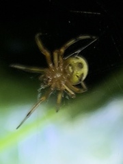 Araneus thaddeus