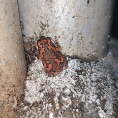 Uperodon taprobanicus