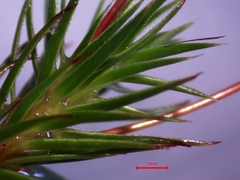 Polytrichadelphus magellanicus