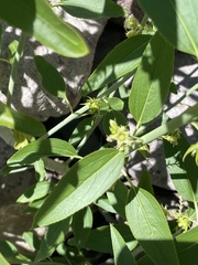 Ditaxis brandegeei
