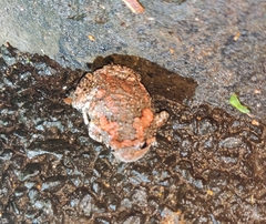 Uperodon taprobanicus