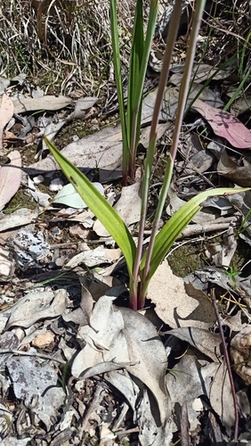 Image of Thelymitra megacalyptra by (c) Matthew Lincoln, some rights reserved (CC BY)