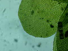 Homalia trichomanoides