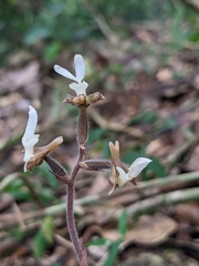 Anoectochilus koshunensis