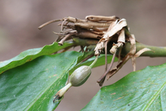 Alpinia arctiflora