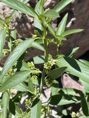 Ditaxis brandegeei