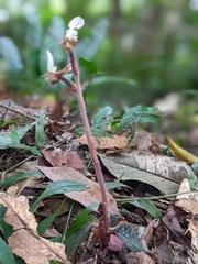 Anoectochilus koshunensis