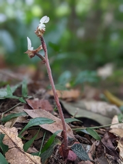 Anoectochilus koshunensis