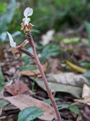 Anoectochilus koshunensis