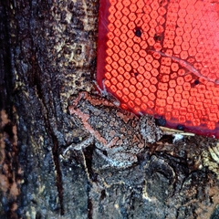 Uperodon taprobanicus