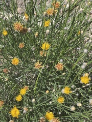 Bebbia juncea juncea