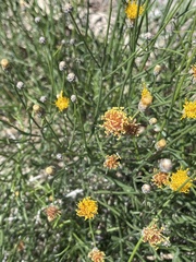 Bebbia juncea juncea