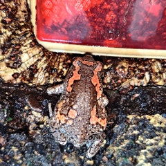 Uperodon taprobanicus