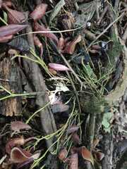 Aristolochia maxima