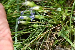 Gentianaceae
