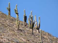 Trichocereus atacamensis