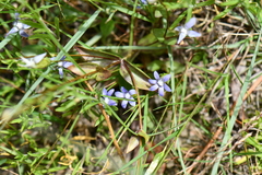 Gentianaceae