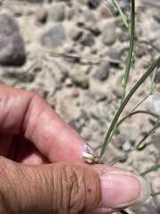Sphinctospermum constrictum