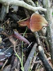 Aristolochia maxima