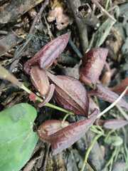 Aristolochia maxima