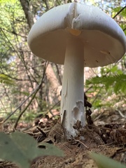 Amanita bisporigera