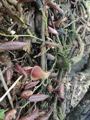 Aristolochia maxima