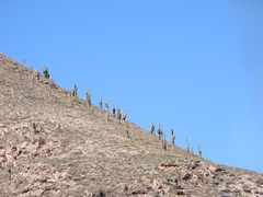 Trichocereus atacamensis