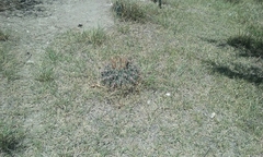Ferocactus recurvus recurvus