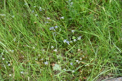 Gentianaceae