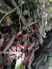 Aristolochia maxima