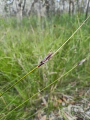 Ptilothrix deusta