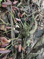 Aristolochia maxima