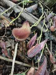 Aristolochia maxima