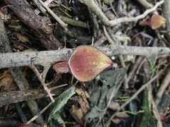 Aristolochia maxima