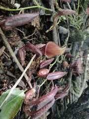 Aristolochia maxima