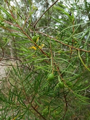 Persoonia virgata