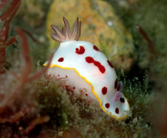 Goniobranchus splendidus