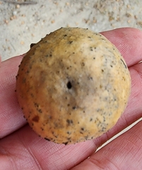 Amphibolips confluenta