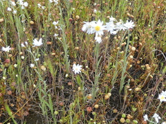 Rhodanthe anthemoides