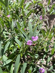 Tephrosia vicioides
