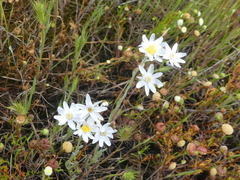 Rhodanthe anthemoides
