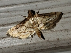 Marasmia trapezalis