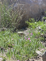 Tephrosia vicioides