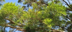 Acacia confusa